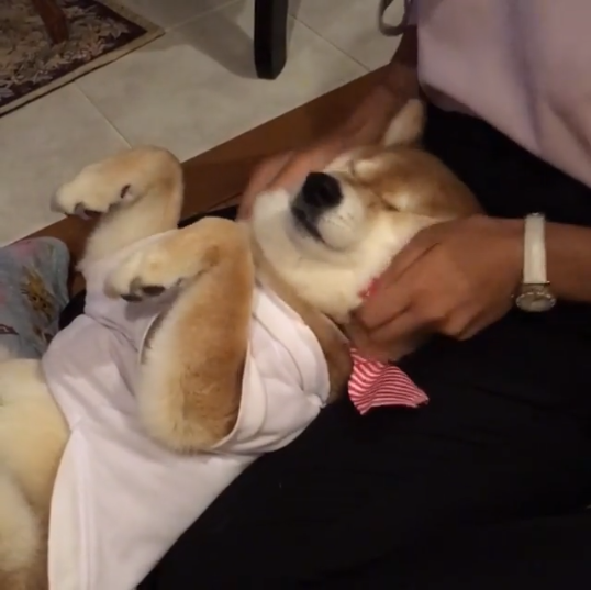 動物,犬,猫,しつけ,飼い方,育て方,病気,健康