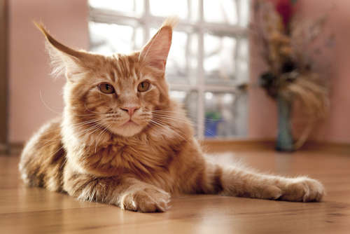 動物,犬,猫,しつけ,飼い方,育て方,病気,健康