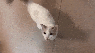 動物,犬,猫,しつけ,飼い方,育て方,病気,健康