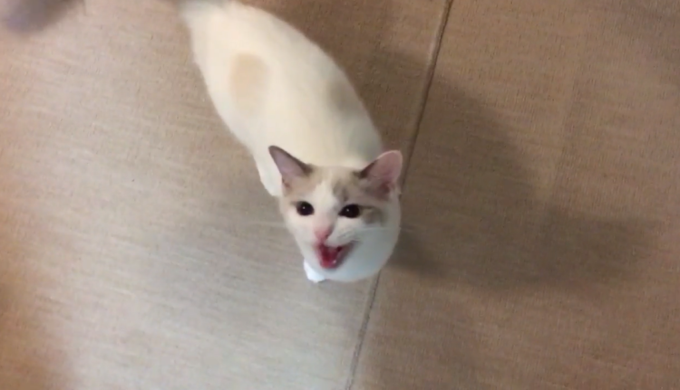 動物,犬,猫,しつけ,飼い方,育て方,病気,健康