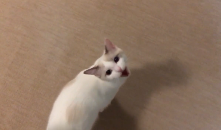 動物,犬,猫,しつけ,飼い方,育て方,病気,健康