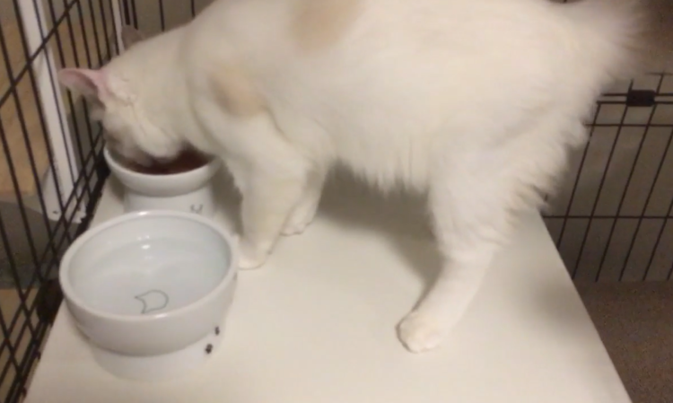 動物,犬,猫,しつけ,飼い方,育て方,病気,健康