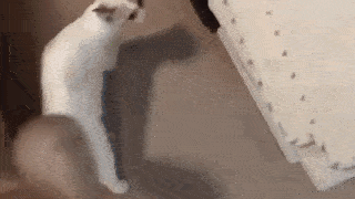 動物,犬,猫,しつけ,飼い方,育て方,病気,健康