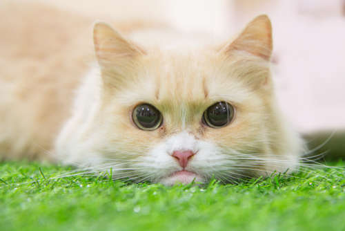 動物,犬,猫,しつけ,飼い方,育て方,病気,健康