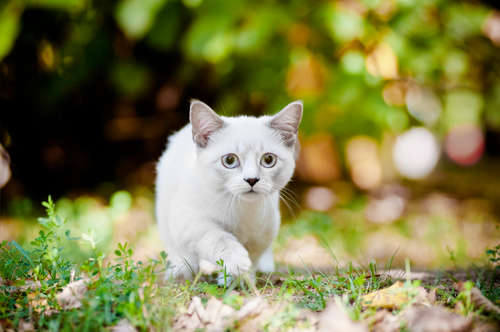 動物,犬,猫,しつけ,飼い方,育て方,病気,健康