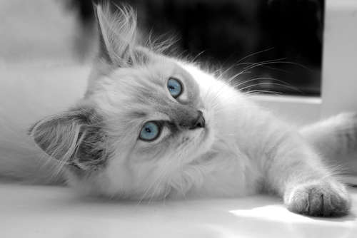 動物,犬,猫,しつけ,飼い方,育て方,病気,健康