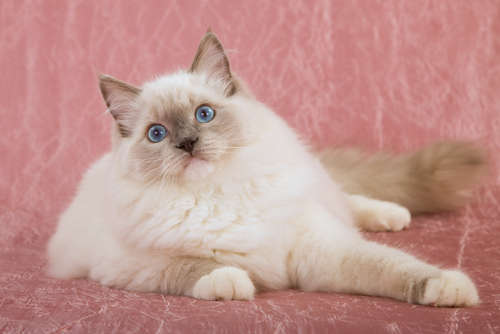 動物,犬,猫,しつけ,飼い方,育て方,病気,健康