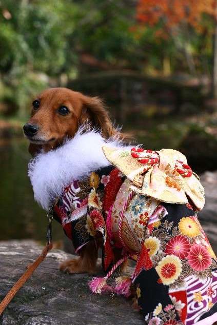 動物,犬,猫,しつけ,飼い方,育て方,病気,健康