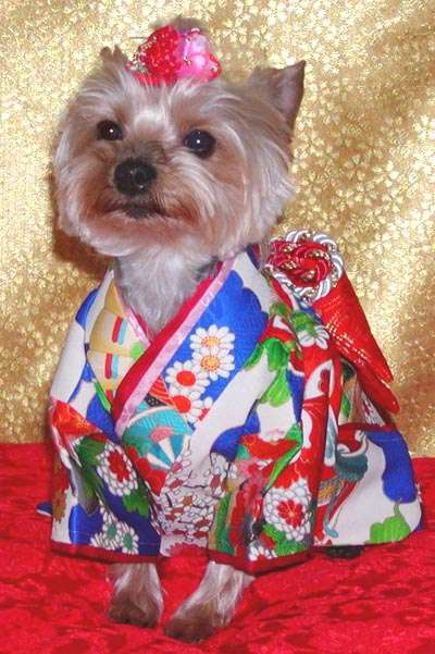 動物,犬,猫,しつけ,飼い方,育て方,病気,健康