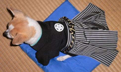 動物,犬,猫,しつけ,飼い方,育て方,病気,健康