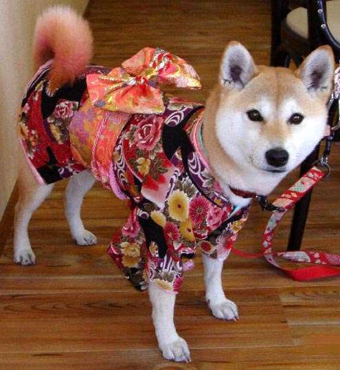 動物,犬,猫,しつけ,飼い方,育て方,病気,健康