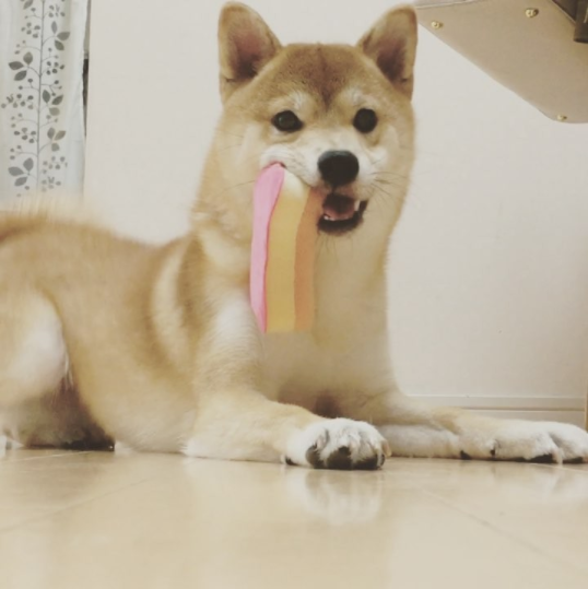 動物,犬,猫,しつけ,飼い方,育て方,病気,健康