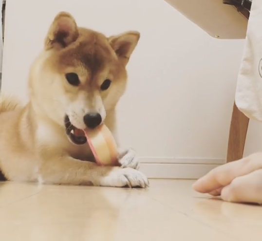 動物,犬,猫,しつけ,飼い方,育て方,病気,健康