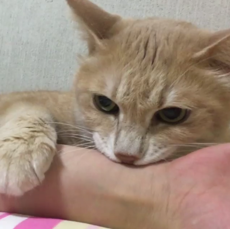 動物,犬,猫,しつけ,飼い方,育て方,病気,健康