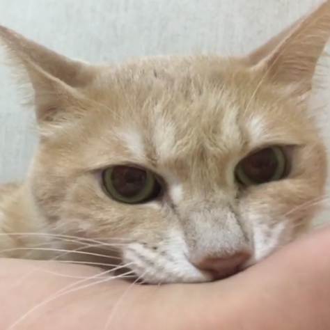動物,犬,猫,しつけ,飼い方,育て方,病気,健康