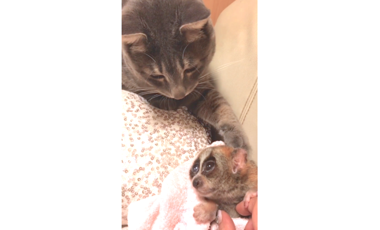 【縮まる距離♡】お互いのことが気になる猫とスローロリス。2匹の『急接近』を見守りました(*´艸`*)