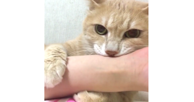 【夜限定のカミカミ魔♪】飼い主さんの腕をギュッと掴まえるニャンコ! その真剣な様子が…(〃∇〃)♡