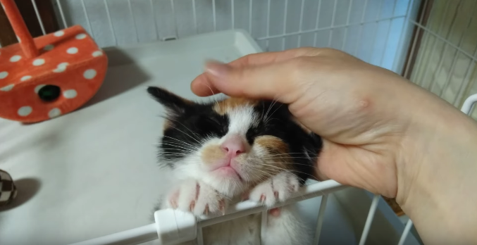 動物,犬,猫,しつけ,飼い方,育て方,病気,健康