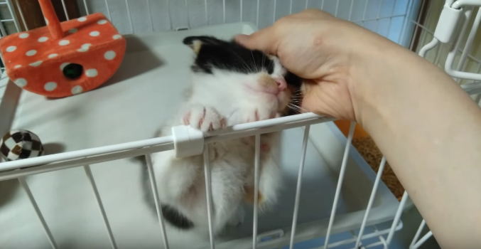 動物,犬,猫,しつけ,飼い方,育て方,病気,健康
