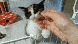 動物,犬,猫,しつけ,飼い方,育て方,病気,健康