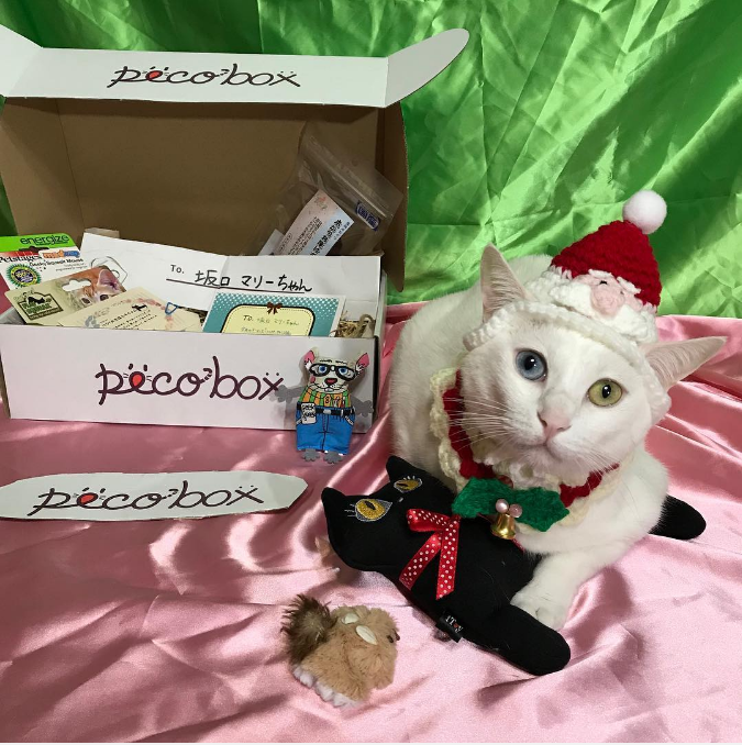 動物,犬,猫,しつけ,飼い方,育て方,病気,健康