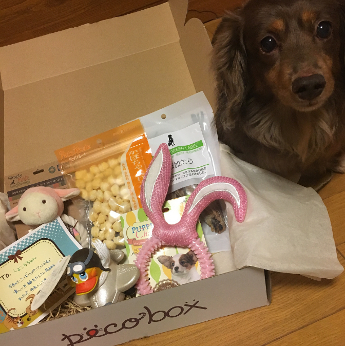 動物,犬,猫,しつけ,飼い方,育て方,病気,健康