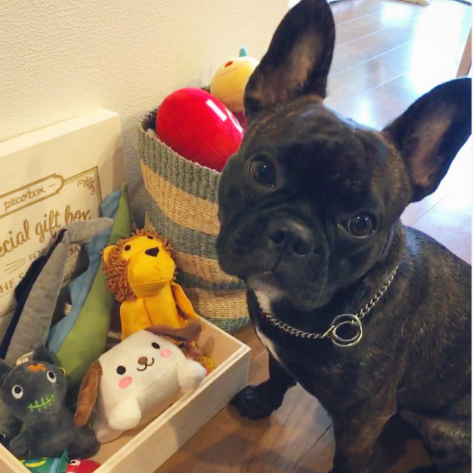 動物,犬,猫,しつけ,飼い方,育て方,病気,健康
