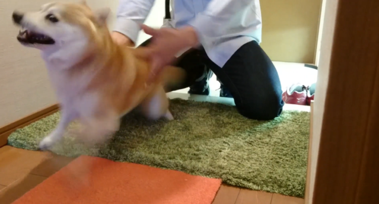 動物,犬,猫,しつけ,飼い方,育て方,病気,健康