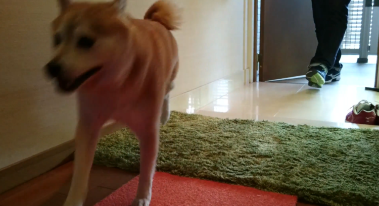動物,犬,猫,しつけ,飼い方,育て方,病気,健康