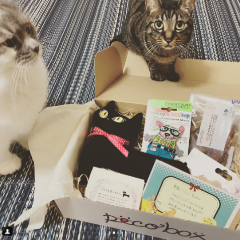動物,犬,猫,しつけ,飼い方,育て方,病気,健康
