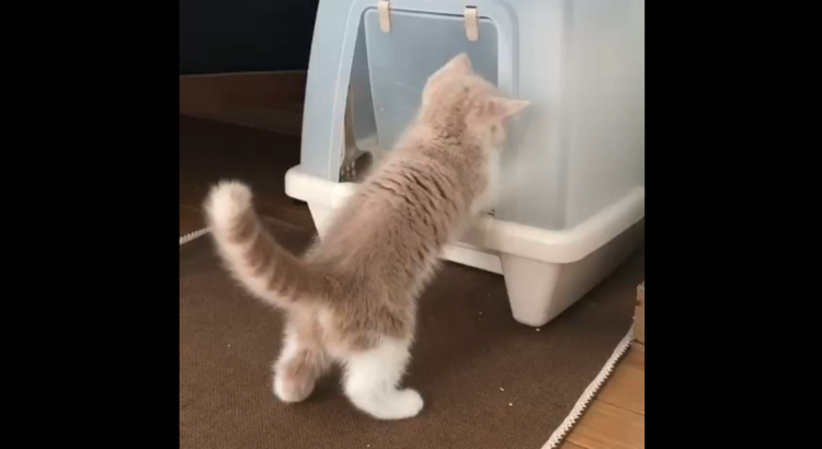 動物,犬,猫,しつけ,飼い方,育て方,病気,健康