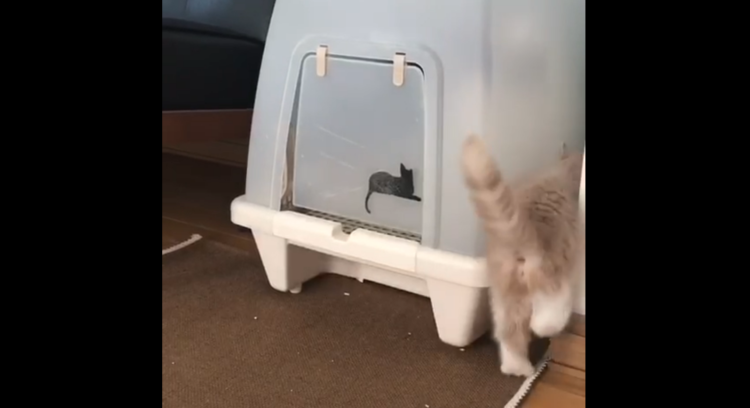 動物,犬,猫,しつけ,飼い方,育て方,病気,健康