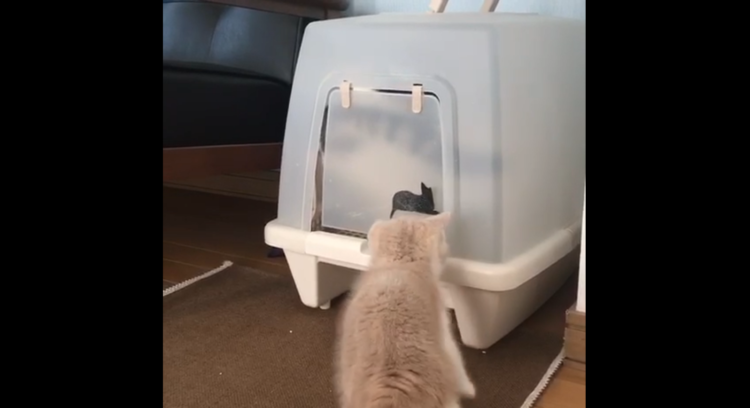 動物,犬,猫,しつけ,飼い方,育て方,病気,健康