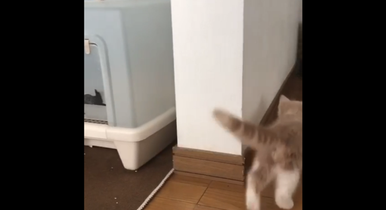 動物,犬,猫,しつけ,飼い方,育て方,病気,健康