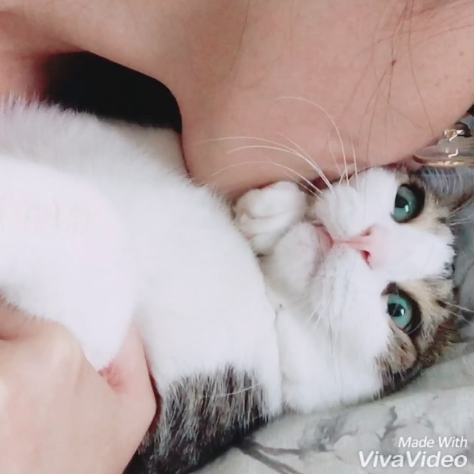 動物,犬,猫,しつけ,飼い方,育て方,病気,健康