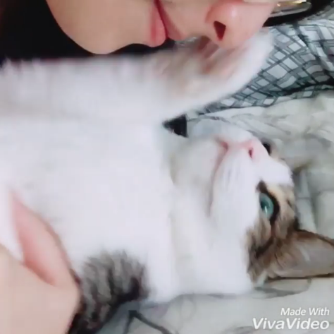 動物,犬,猫,しつけ,飼い方,育て方,病気,健康
