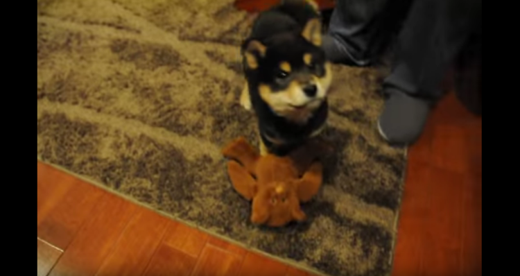 動物,犬,猫,しつけ,飼い方,育て方,病気,健康