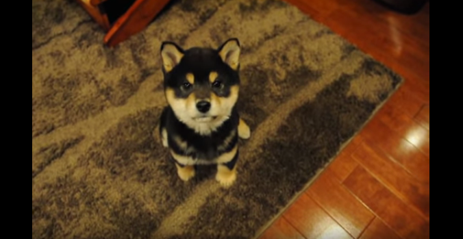 動物,犬,猫,しつけ,飼い方,育て方,病気,健康