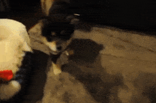 動物,犬,猫,しつけ,飼い方,育て方,病気,健康