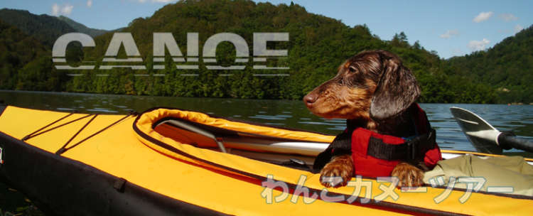 動物,犬,猫,しつけ,飼い方,育て方,病気,健康