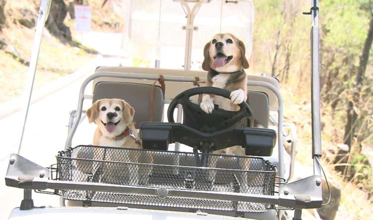 動物,犬,猫,しつけ,飼い方,育て方,病気,健康