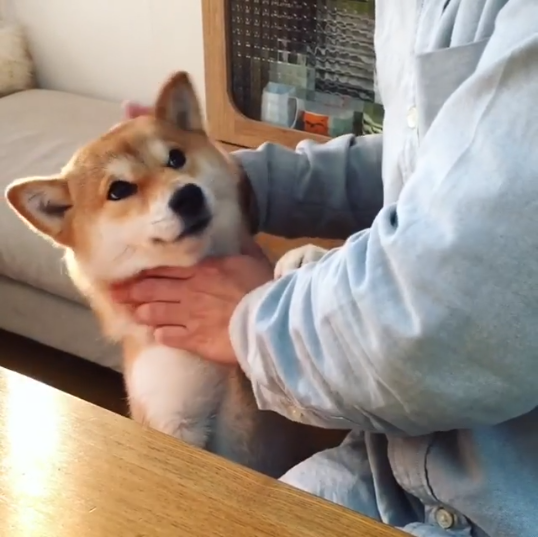 動物,犬,猫,しつけ,飼い方,育て方,病気,健康