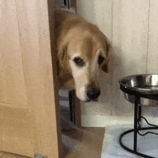 動物,犬,猫,しつけ,飼い方,育て方,病気,健康