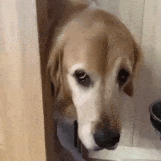 動物,犬,猫,しつけ,飼い方,育て方,病気,健康