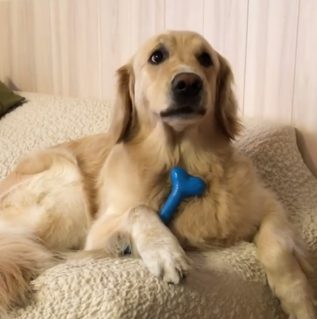 動物,犬,猫,しつけ,飼い方,育て方,病気,健康