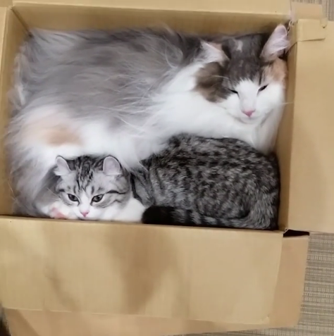 動物,犬,猫,しつけ,飼い方,育て方,病気,健康