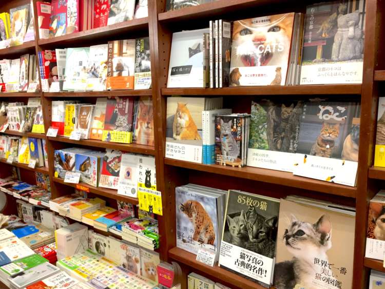 猫本専門「にゃんこ堂」に聞いてみた! 猫がもっと好きになる、おすすめの7冊♪