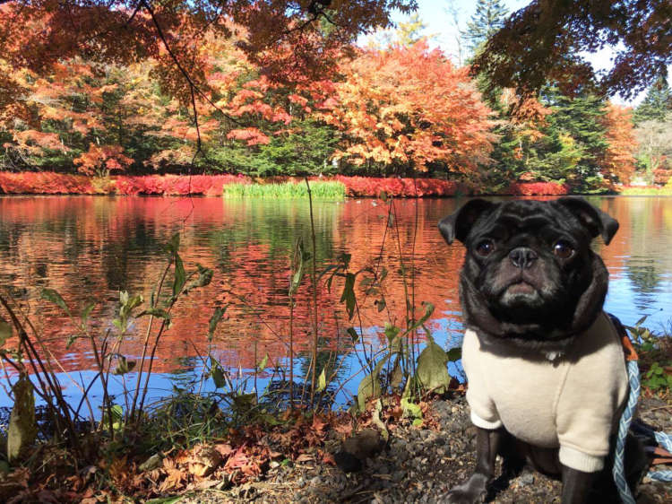 愛犬と一緒に爽やかな秋を満喫! 関東の紅葉スポットを紹介