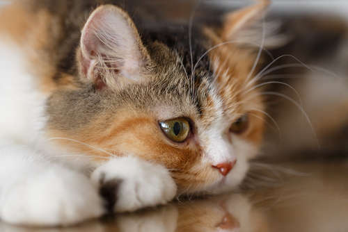 動物,犬,猫,しつけ,飼い方,育て方,病気,健康
