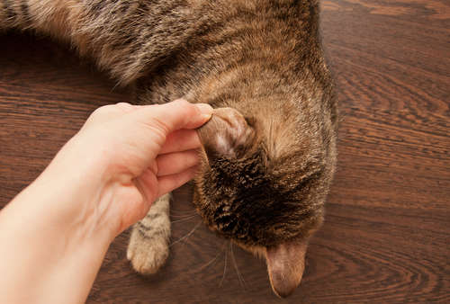 動物,犬,猫,しつけ,飼い方,育て方,病気,健康